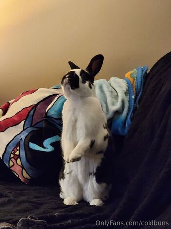 coldbuns