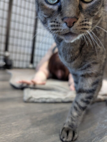 kitty_bit_games