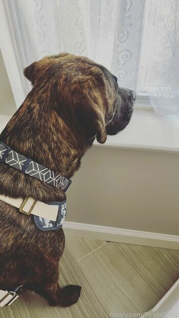pirategray
